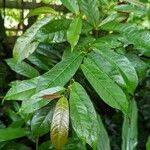 Excoecaria cochinchinensis Leaf