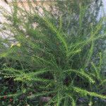 Grevillea juniperina List