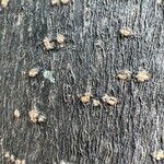 Ligustrum lucidum Bark