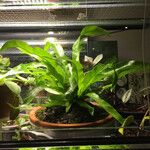 Asplenium antiquum Habit