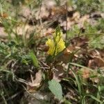 Polygala flavescens Flor