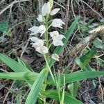 Cephalanthera longifoliaFlower