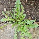 Taraxacum erythrospermumLevél