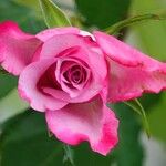 Rosa lucieae花