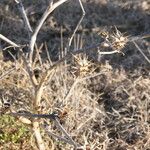 Datura ferox Агульны выгляд