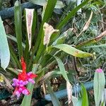 Aechmea weilbachii 葉