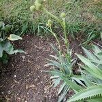 Eryngium yuccifolium Blatt