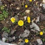 Tussilago farfaraFlower