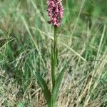 Dactylorhiza incarnata 形態