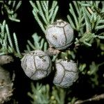 Cupressus guadalupensis Fruit