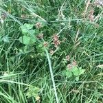 Cyperus longus Hoja