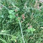 Cyperus longus Leaf