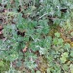 Potentilla argentea Leaf