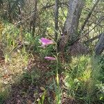 Gladiolus italicus പുഷ്പം