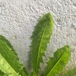 Taraxacum clemens Hoja