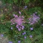 Allium carinatum Blomst