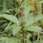 Acalypha australis 整株植物