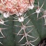 Melocactus matanzanus Blatt