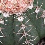 Melocactus matanzanus 葉