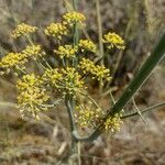 Foeniculum vulgareBlomst