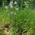 Campanula tracheliumFiore