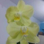 Phalaenopsis amabilis Fleur