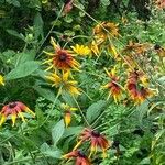 Rudbeckia hirta Květ