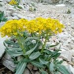 Isatis alpina Fleur