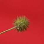 Trifolium leucanthum Flower