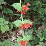 Russelia sarmentosa Feuille