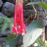 Fuchsia bolivianaFiore