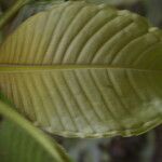 Notopleura capacifolia Hoja
