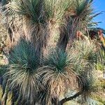 Beaucarnea gracilis Συνήθη χαρακτηριστικά