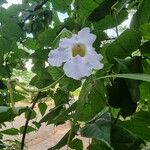 Thunbergia grandifloraFlower