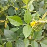 Vigna luteola 葉