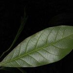 Pogonophora schomburgkiana Лист