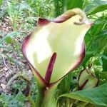 Arum hygrophilum Kvet