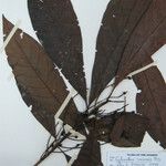 Cybianthus resinosus Otro
