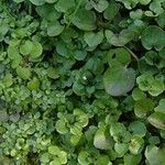 Nasturtium officinale Habit