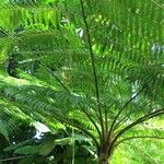 Cyathea arborea Hábito