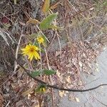 Helianthus tuberosusLeaf