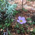 Oxalis violacea Flower