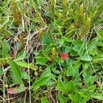 Selaginella selaginoides 花