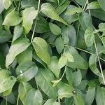 Vinca herbacea List