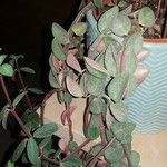 Peperomia verticillata Feuille