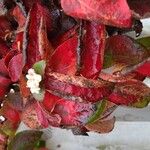 Acalypha wilkesiana Flor