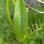 Asimina triloba Leaf