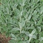 Stachys byzantinaLeaf