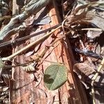 Desmodium scorpiurus Folha