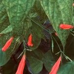 Ruellia brevifolia Leaf